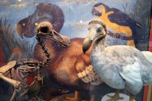 Dead as a Dodo (c) Ulrike Draesner (c) Ulrike Draesner